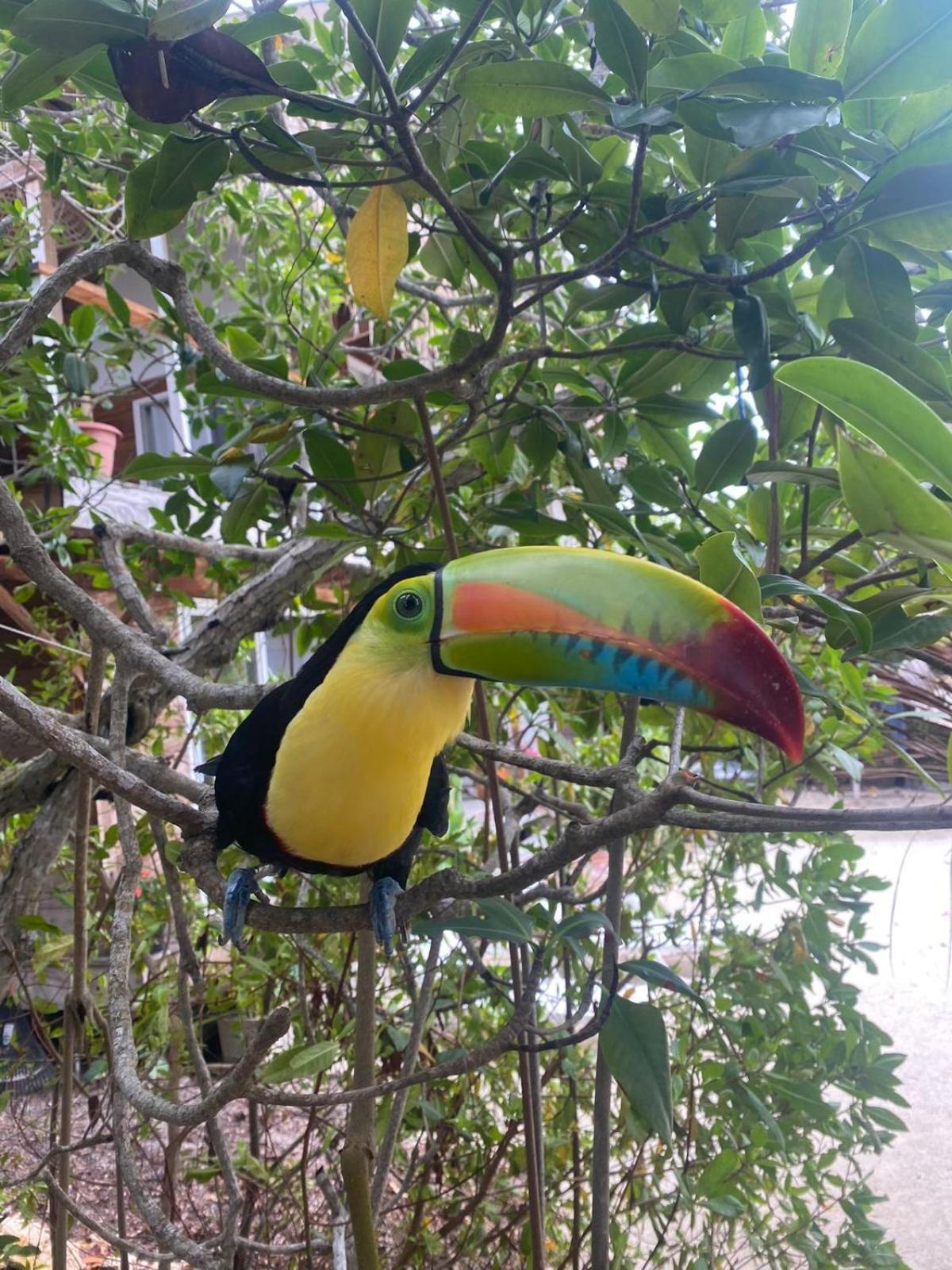 Santa Lova Eco-Hostel Isla Tintipan Tintipan Island المظهر الخارجي الصورة